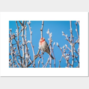 Male House Finch Daydreaming Posters and Art